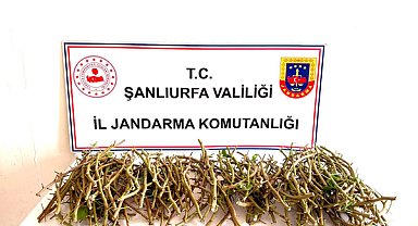 Şanlıurfa’da fıstık bahçesinde hırsızlık girişimi: 3 kişi suçüstü yakalandı