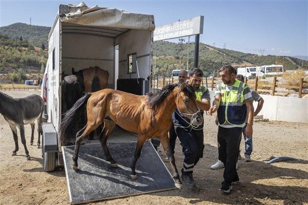 İzmir Büyükşehir Belediyesi Veteriner İşleri Dairesi Başkanlığı ile Zabıta Dairesi
