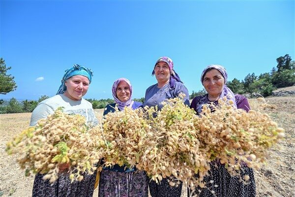 Mersin Büyükşehir Belediyesi Tarımsal Hizmetler Dairesi Başkanlığı, ata tohumlarının korunması