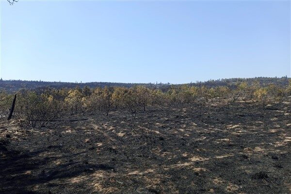 Edirne’nin Enez ilçesi, Büyükevren köyünde çıkan yangının ardında 7 bin