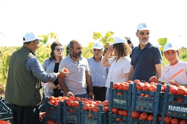 Eşbaşkan Cengiz Dündar ve meclis üyeleri, Cumhuriyet Köyü’ndeki domates tarlalarında