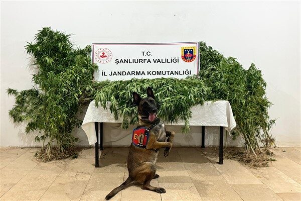 Şanlıurfa İl Jandarma Komutanlığı tarafından 15–17 Ağustos 2025 tarihleri arasında