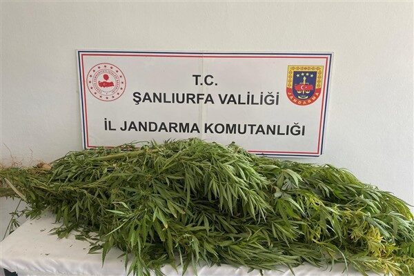 Şanlıurfa İl Jandarma Komutanlığı, Birecik ve Viranşehir İlçelerinde 'narkotik suçlarla mücadele' kapsamında uyuşturucu