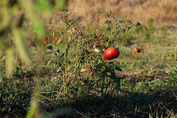 Üretim yapılan tarlaları ziyaret eden Gemlik Belediye Başkanı Şükrü Deviren,