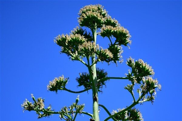 Halk arasında “sabır otu” olarak bilinen Agave Bitkisi Beylikdüzü’nde çiçek