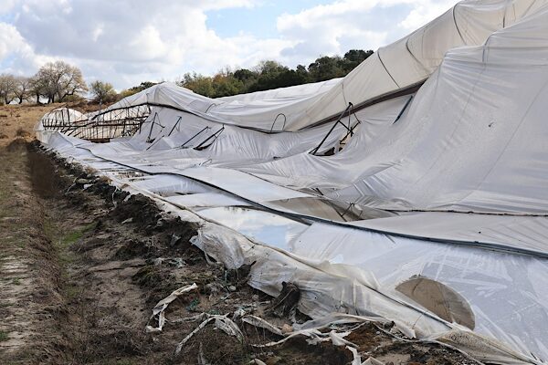 Büyükşehir’den Serik’te hasar gören üreticilere destek Antalya Büyükşehir Belediyesi Tarımsal Hizmetler Dairesi Başkanlığı ekipleri, 23 Ekim’de