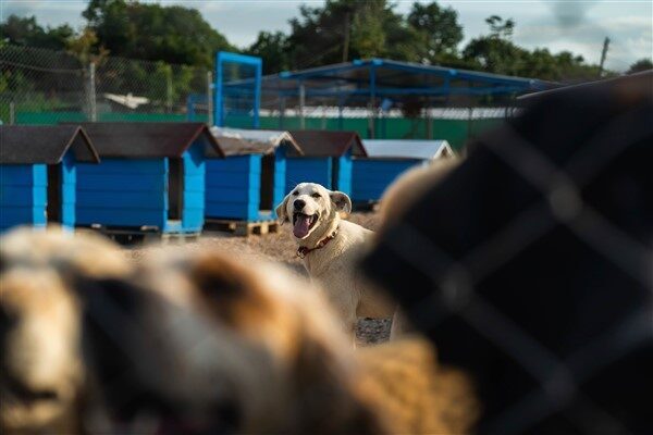 Costa Coffee’den patili dostlara destek Avrupa’nın en büyük kahve zinciri
