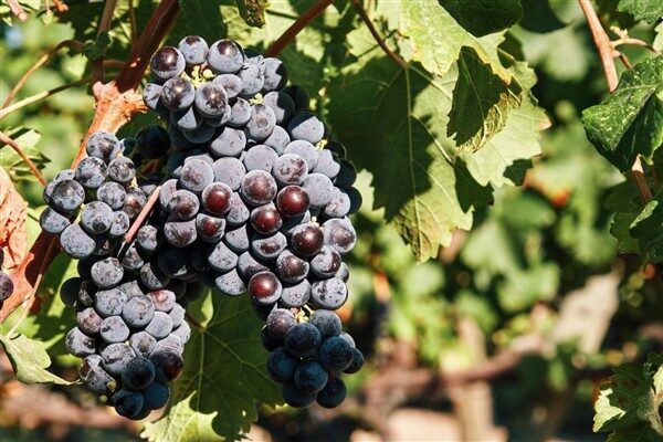 İzmir, Avrupa Konseyi’nin kültür rotalarından biri olarak bilinen Iter Vitis