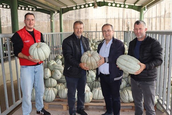 Kırsal Hizmetler Müdürlüğü tarafından ekimi yapılan 4 dönümlük tarladan yaklaşık