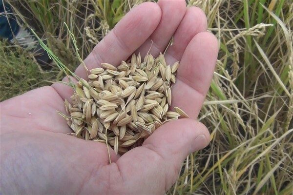 Projeyi uygulayan Mehmet Tolga Akalın, Türkiye’nin çeltik ithalatının sistem yaygınlaşırsa