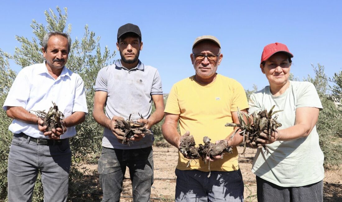 Mersin Büyükşehir Belediyesi tarafından , tarıma ve üreticiye yönelik destekler