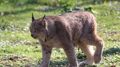 Tarım ve Orman Bakanlığı yetkilileri , Şebinkarahisar’da su kanalına düşen