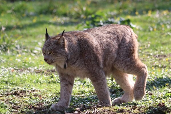 Şebinkarahisar’da su kanalına düşen vaşak doğaya geri bırakıldı Tarım ve Orman Bakanlığı yetkilileri , Şebinkarahisar’da su kanalına düşen