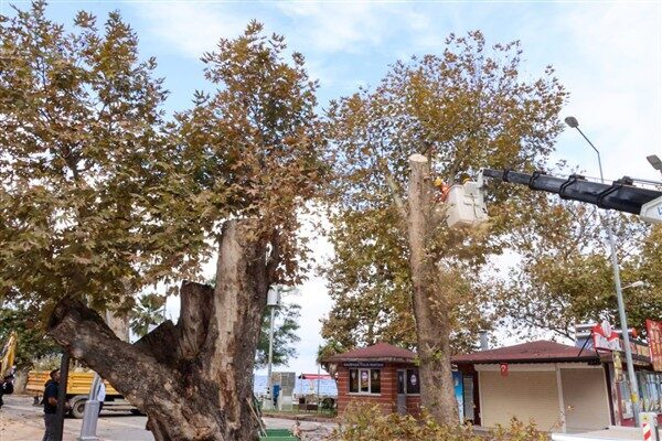 Yalova Belediyesi, akademisyenlerden oluşan orman mühendisleri ve peyzaj mimarlarıyla görüşerek