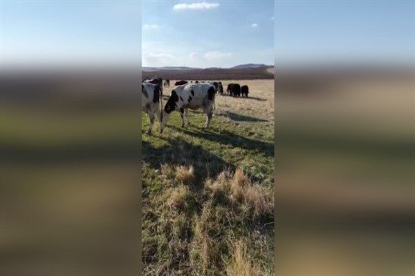 Nihat Babaözü, Hibya Haber Ajansı’na yaptığı açıklamada, ülkemizde tarım ve