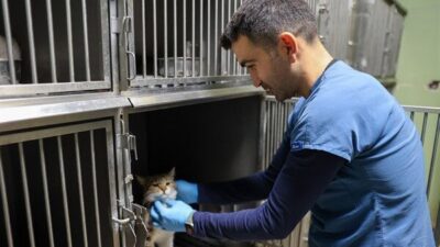 Buca Belediyesi, yeni kısırlaştırma ünitesi ile kedi kısırlaştırma sayısını artırdı.