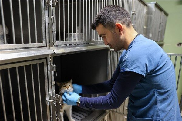 Buca Belediyesi, yeni kısırlaştırma ünitesi ile kedi kısırlaştırma sayısını artırdı.