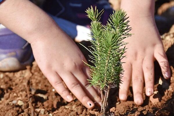 Bursa’da öğrencileri 2 bin 668 fidan dikti Cavit Çağlar Ortaokulu öğrencileri, 24 Kasım Öğretmenler Günü kapsamında kendi