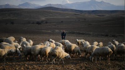 Kayseri Büyükşehir Belediye Başkanı Memduh Büyükkılıç’ın projelerinden biri olan ‘Koyunlar