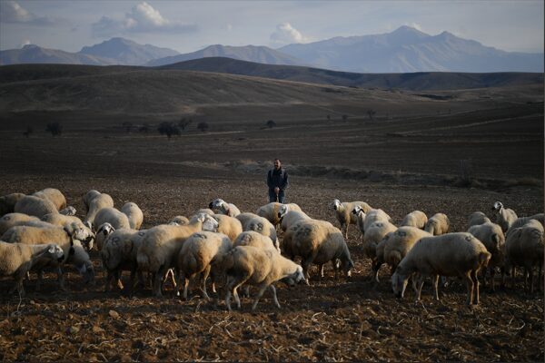 Büyükşehir’den “Koyunlar Artıyor, Meralar Şenleniyor” projesi Kayseri Büyükşehir Belediye Başkanı Memduh Büyükkılıç’ın projelerinden biri olan ‘Koyunlar