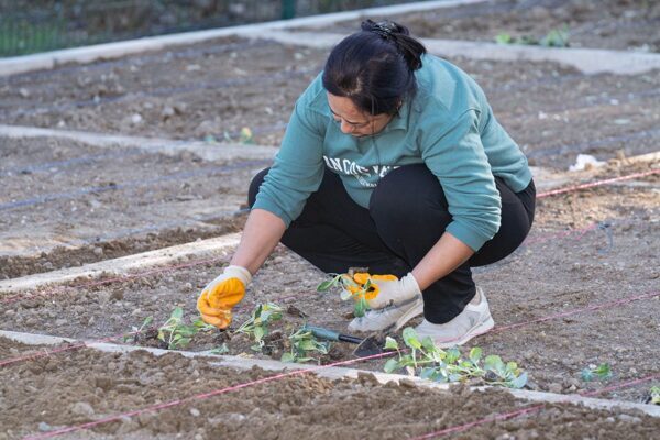 İzmir mahalle bostanlarında kış dikimleri başladı İzmirli kadınlar, İzmir Büyükşehir Belediyesi’nin Konak Kadifekale, Buca Mustafa Kemal,