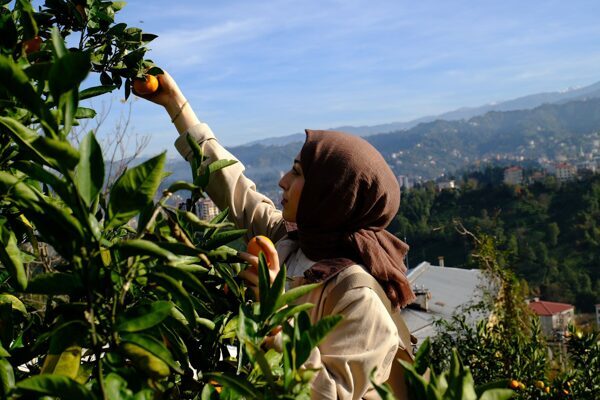 Recep Tayyip Erdoğan Üniversitesince "Haydi Hep Birlikte Mandalina Hasadına” etkinliği