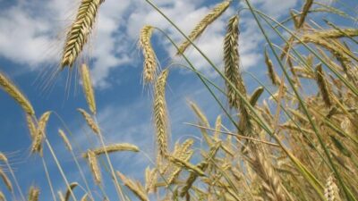 Türkiye İstatik Kurumu (TÜİK) verilerine göre, Tarım-ÜFE'de (2020=100), 2025 yılı Ekim'de