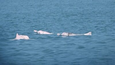 Huawei ve iş ortakları bugün, Çin'in Xiamen Körfezi'ndeki Çin beyaz