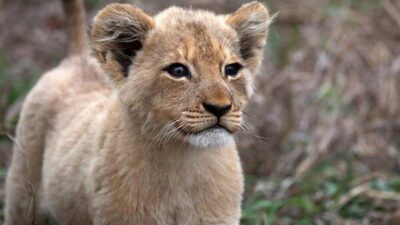 Tarım ve Orman Bakanlığı'ndan yapılan açıklamaya göre, İstanbul’un Tuzla ilçesinde bir
