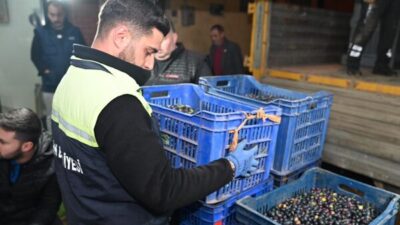 Gemlik Belediyesi, zeytin alımlarına başladı. Hasat döneminde üreticiyi desteklemeyi hedefleyen