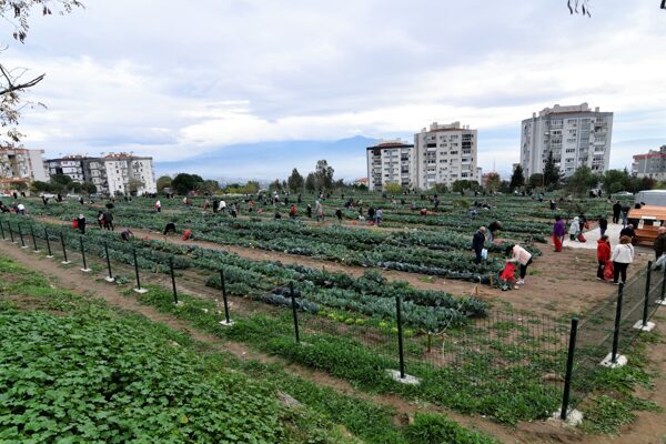 Kadınlar, kendi yetiştirdikleri karnabahar, ıspanak, brokoli ve lahanaları toplarken, Bornova