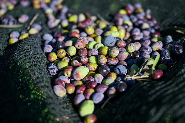 Bornova'da  ilçedeki 1500 zeytin ağacında hasada başladı. Elde edilen zeytinyağları,
