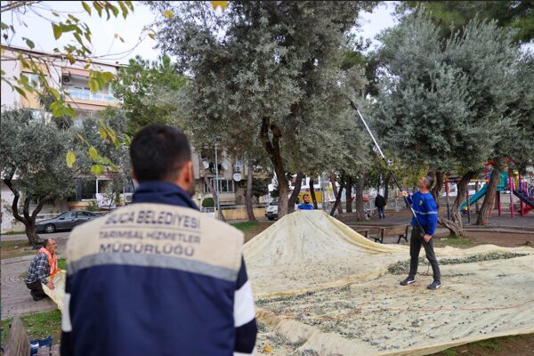 Toplanan zeytinler, fabrikada sıkıma gönderilirken, elde edilen zeytinyağları ise ihtiyaç