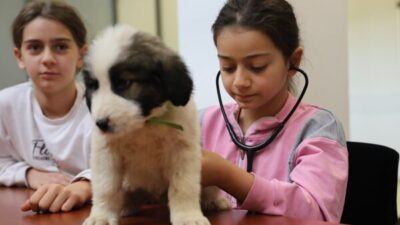 Veteriner İşleri Dairesi Başkanlığı ve Bursa Kent Konseyi iş birliğinde