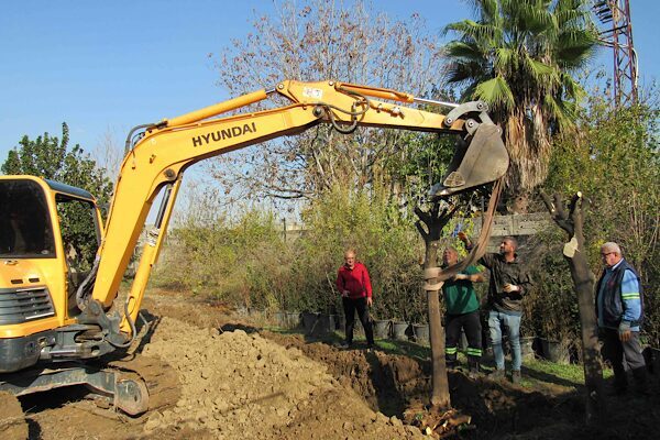 Büyükşehir’den kavşak çalışmalarında ağaç nakli uygulaması Adana Büyükşehir Belediyesi tarafından, bazı kavşaklarda gerçekleştirilen düzenleme ve trafiği