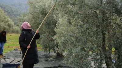 Sarıcakaya’nın topraklarında başlayan programda gençler, zeytin bahçesine girerek hasat yaptı.