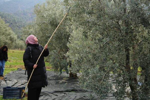 Eskişehirli gençler, zeytinin yolculuğunu öğrendi Sarıcakaya’nın topraklarında başlayan programda gençler, zeytin bahçesine girerek hasat yaptı.